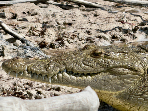 Río Lagartos Experience By Jorge N-里奥拉加托斯必去景点