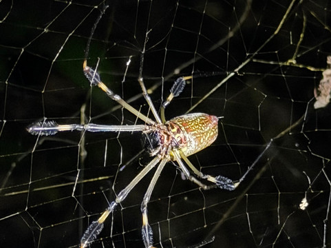 Jungle Night Walk-卡维塔必去景点