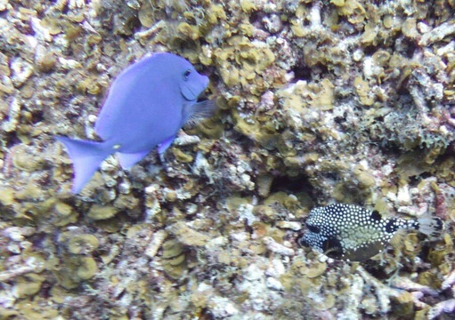 Duik op Curacao-威廉斯塔德必去景点