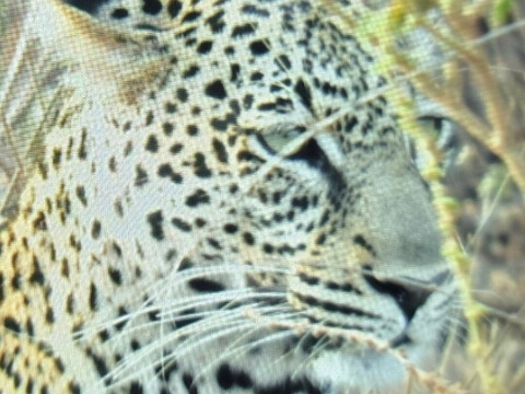 Banok Safaris-内罗毕必去景点