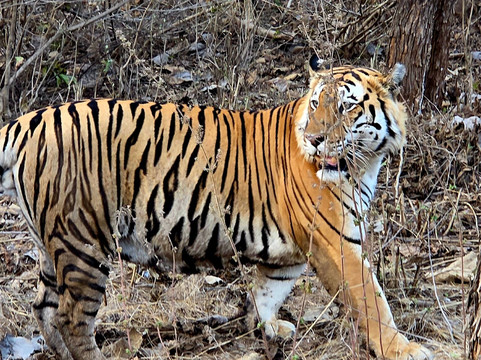 Panna National Park-Panna District必去景点