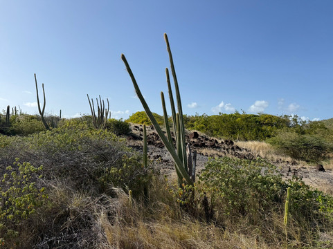Savane Des Petrifications-Sainte-Anne必去景点
