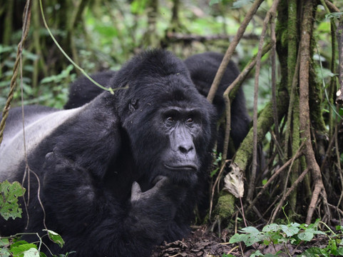 Destinations African Gorilla Limited-卡巴莱必去景点