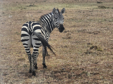 Entice Africa Safaris-内罗毕必去景点