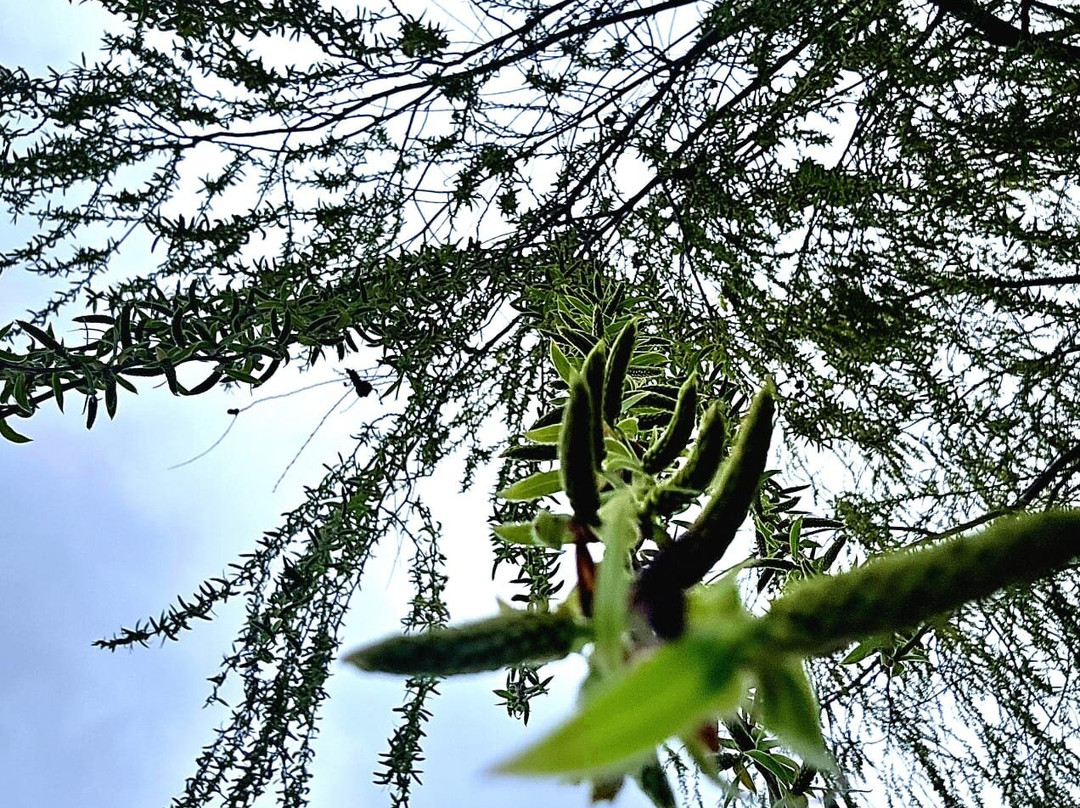 Lungolago-San Feliciano必去景点