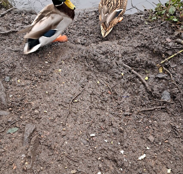 Baggeridge Country Park-Dudley必去景点