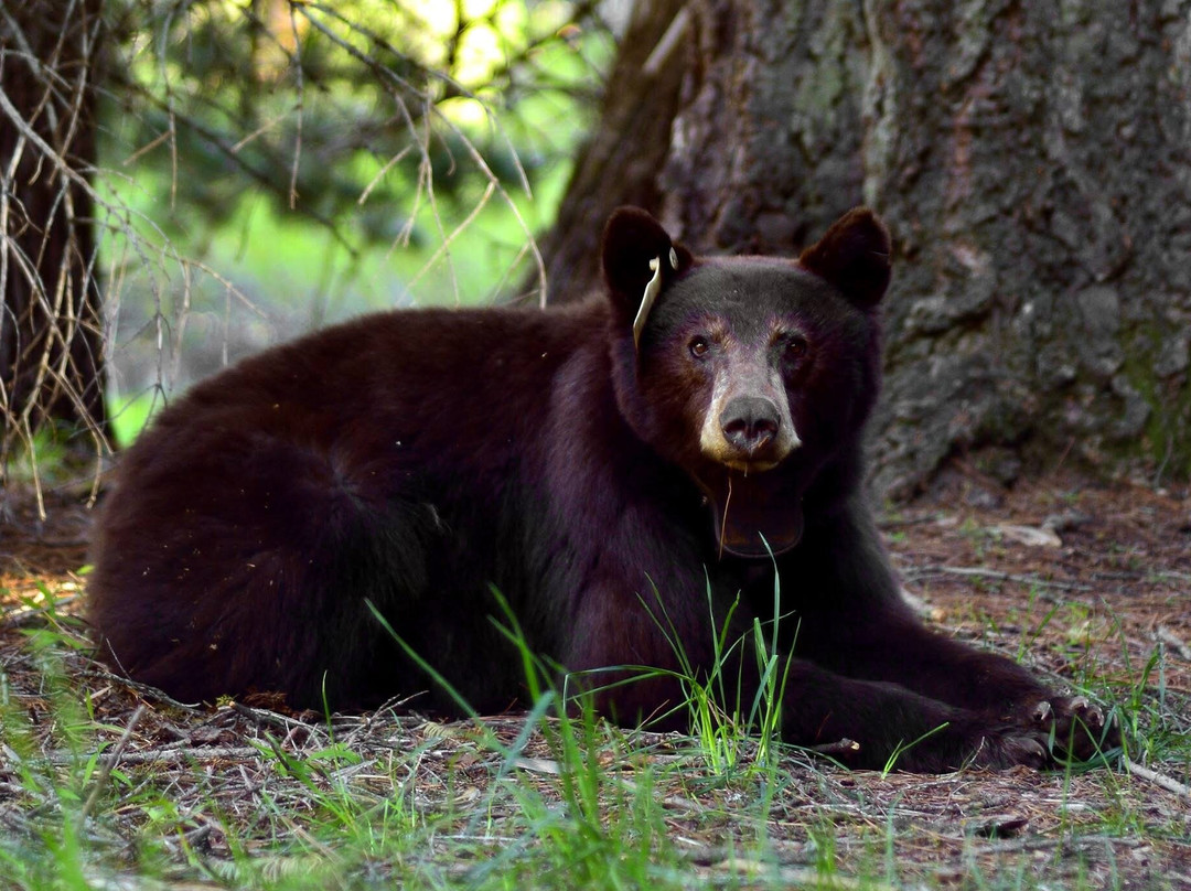 Sequoia Park-尤里卡必去景点