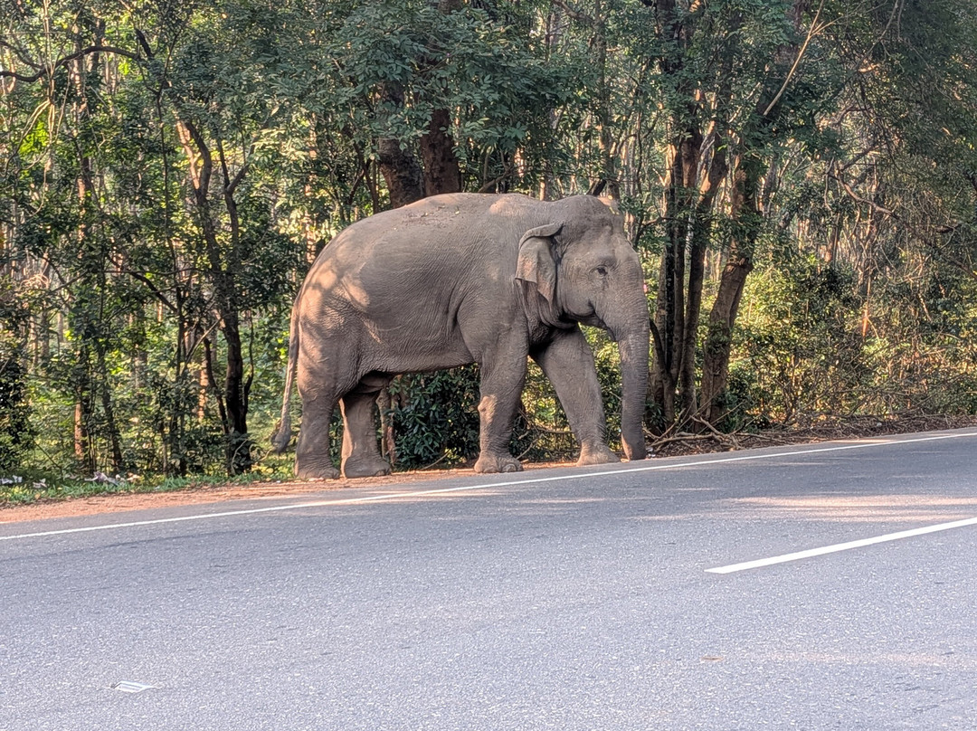 Nilanka Manjula withanage-尼甘布必去景点