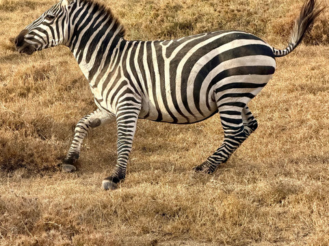 Camili Safaris-内罗毕必去景点