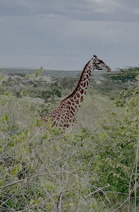 Gamewatchers Safaris-内罗毕必去景点