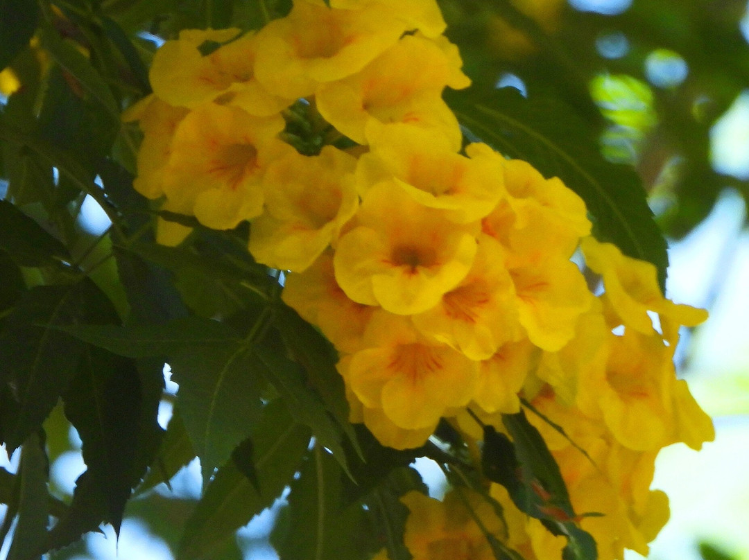 Jardin Botanico Nacional-Santo Domingo Province必去景点