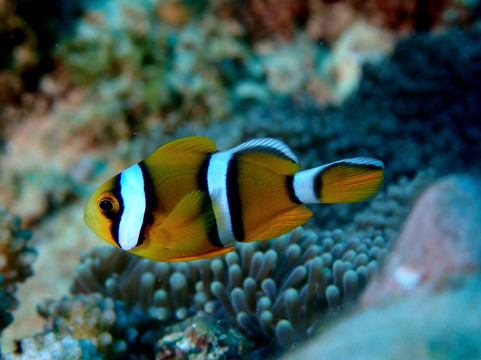 Blue Bay Divers Diving Centre-蓝湾必去景点
