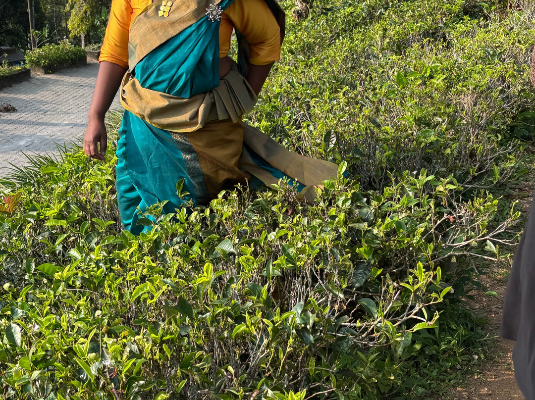 Travel Zeylan-科伦坡必去景点