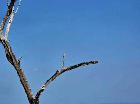 Kala Pathar Beach-哈夫洛克岛必去景点