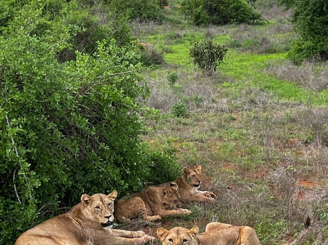 Zucchero Safari Kenya-瓦塔木必去景点