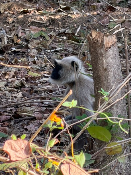奇特婉丛林小屋-官方