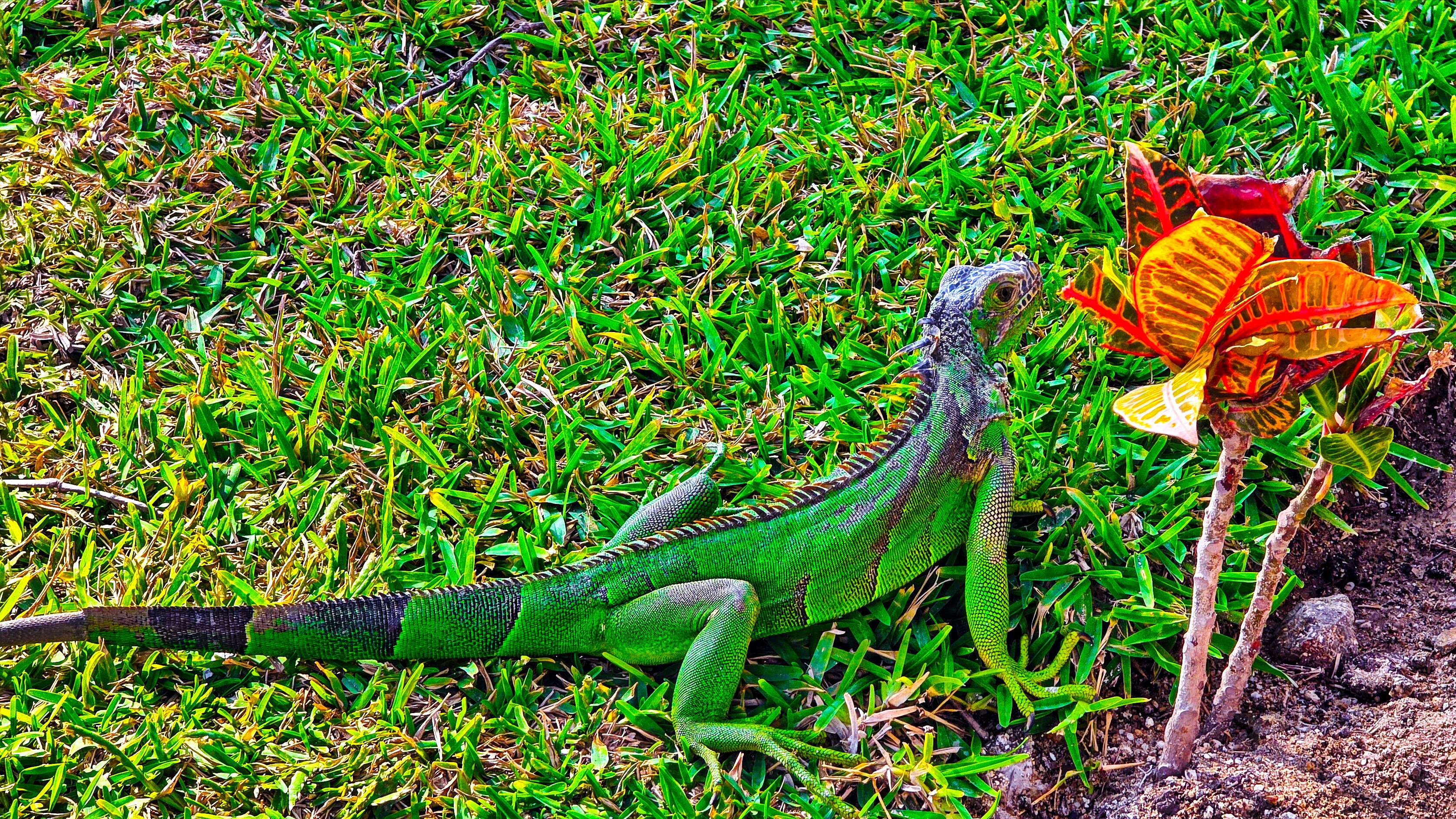 Hotel Riu 哈利斯科 - 全包-浴室