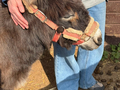 Lucky Tails Alpaca Farm-Atherstone必去景点