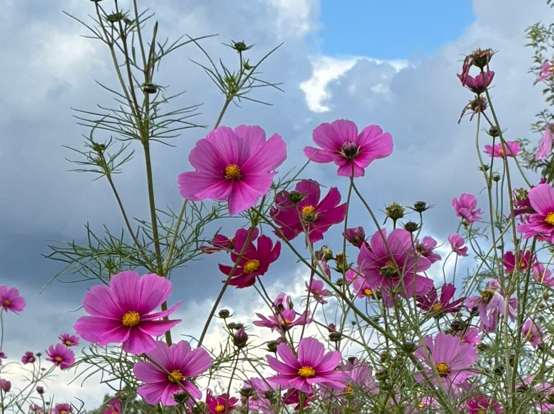 Umami-kyuryo Park-河合町必去景点