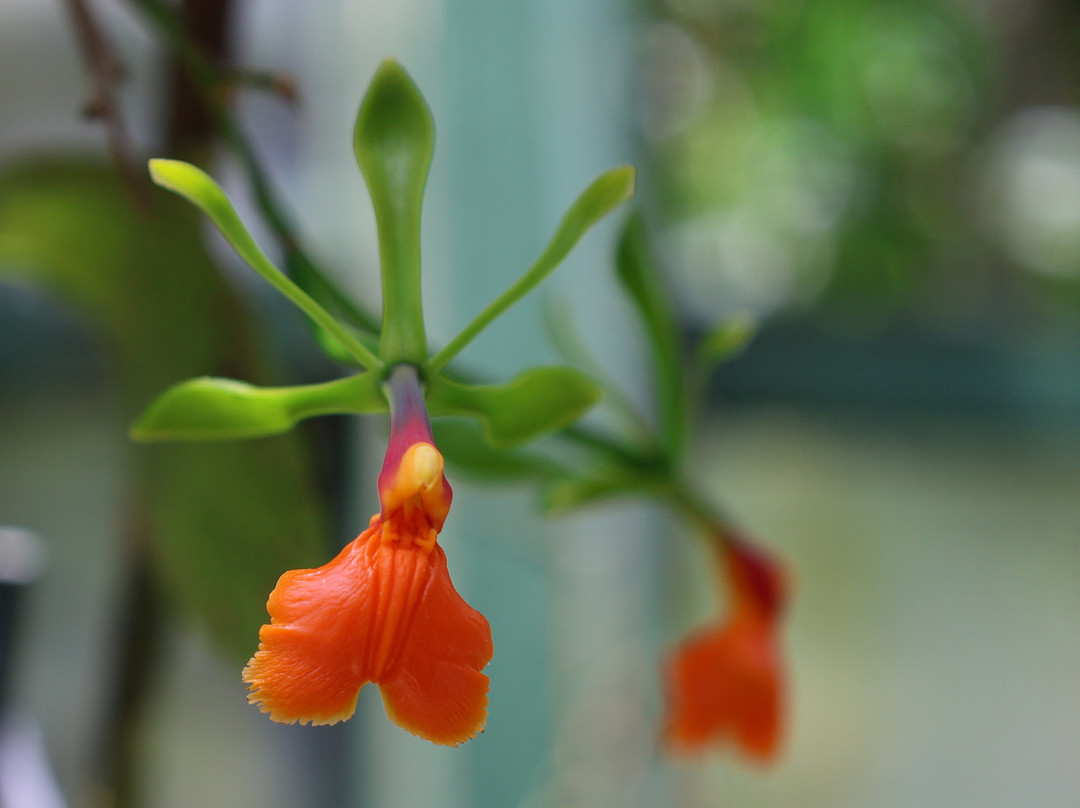 Monteverde Orchid Garden-圣埃伦娜必去景点
