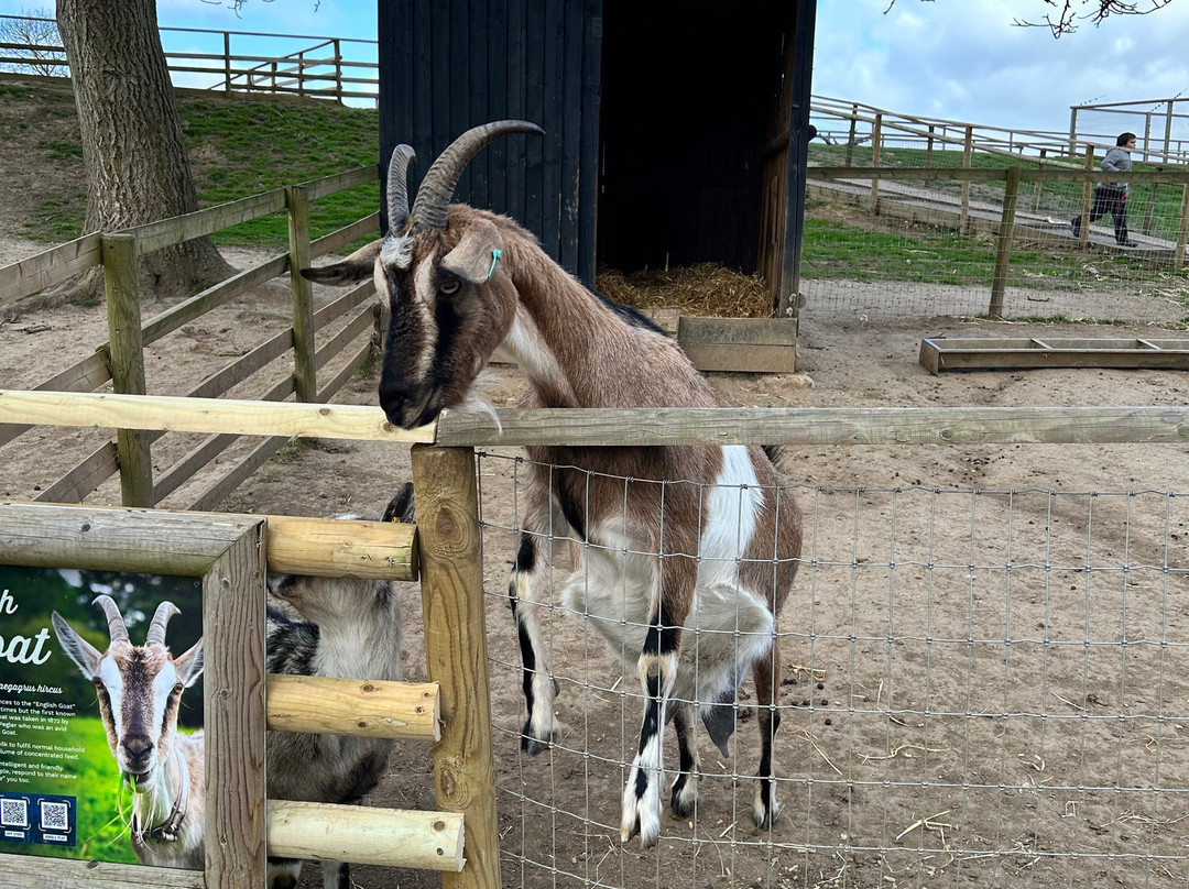Jimmy's Farm & Wildlife Park-伊普斯威奇必去景点