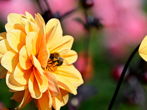 Aylett Nurseries-圣奥尔本斯必去景点