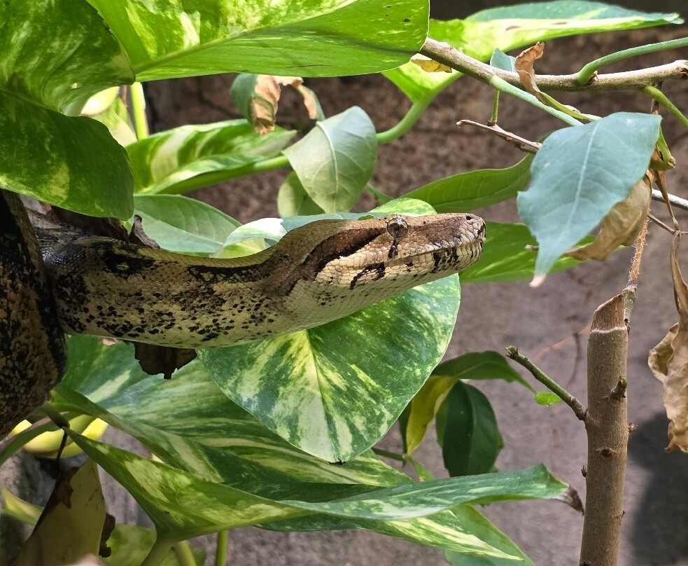 Randers Regnskov-兰讷斯必去景点