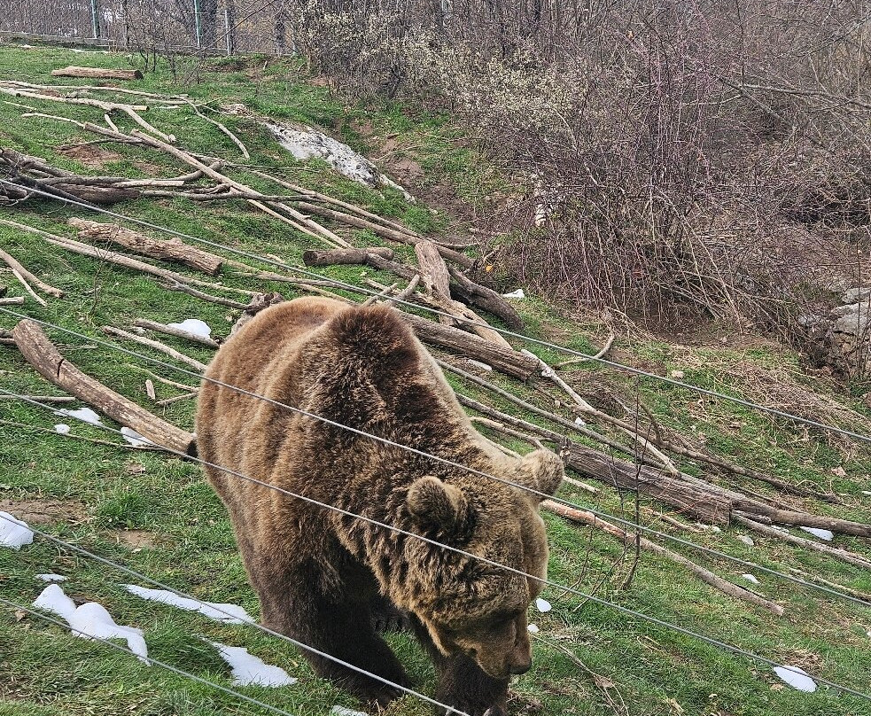 Bear Sanctuary-Kuterevo必去景点