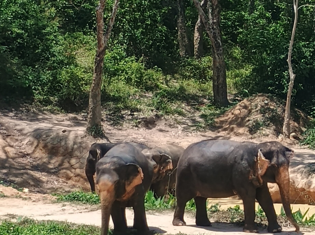 Hidden Forest Elephant Reserve-查龙必去景点