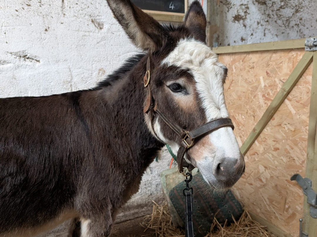 Kinedale Donkeys-Ballynahinch必去景点