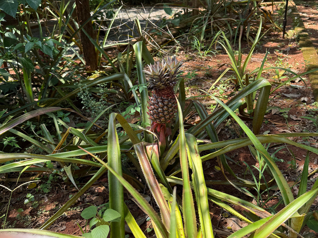 Sirilak Spice & Herbal Garden-Matale必去景点