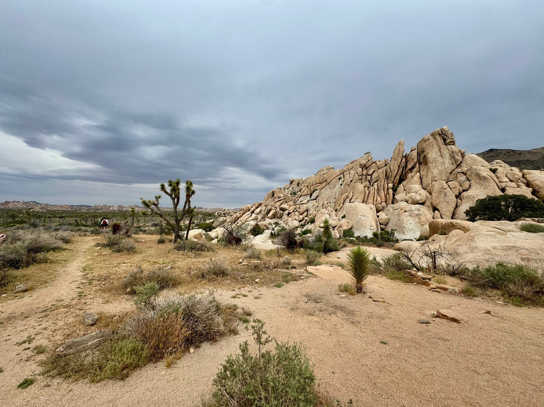 Joshua Tree National Park-约书亚树必去景点