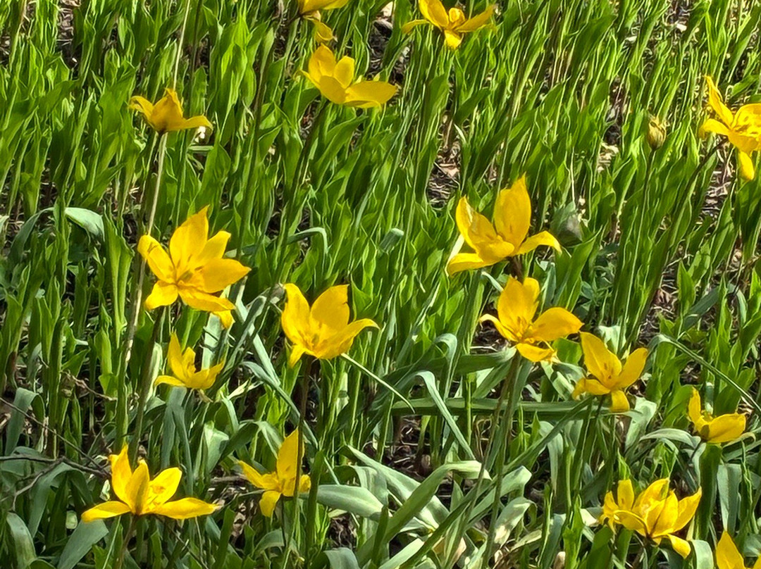 De Braak-阿姆斯特尔芬必去景点