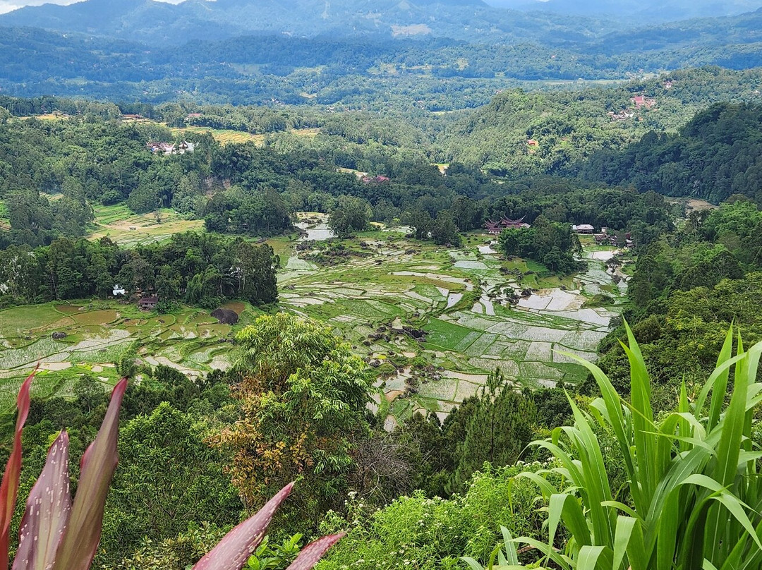 Toraja local guide-Tana Toraja必去景点