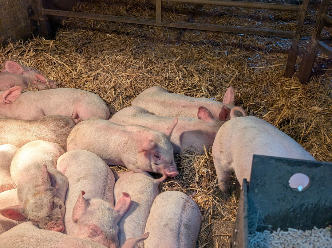 Hardys Animal Farm-Ingoldmells必去景点