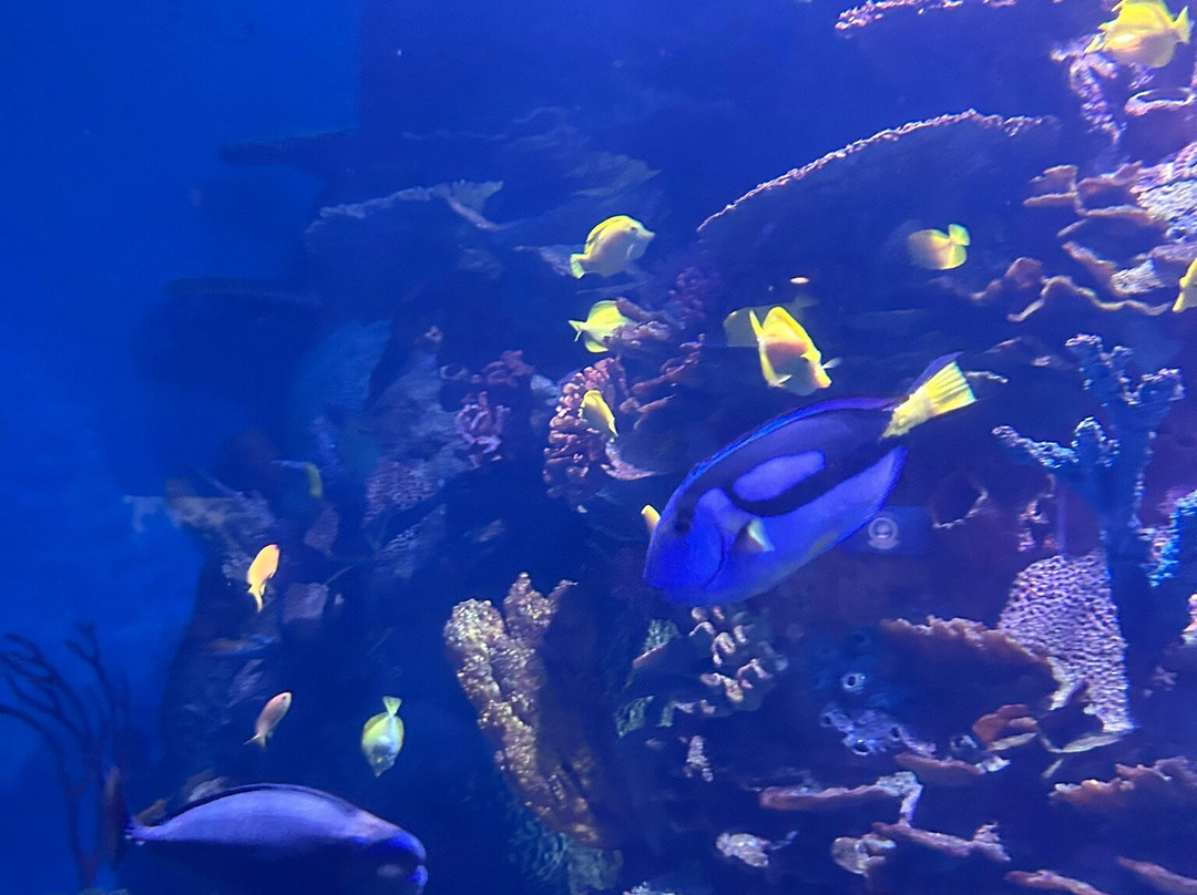 Oregon Coast Aquarium-纽波特必去景点