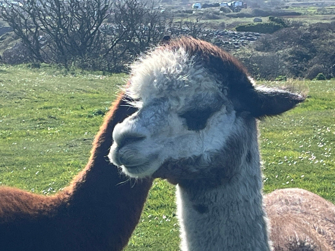 Portland Alpaca Trekking-Weston必去景点