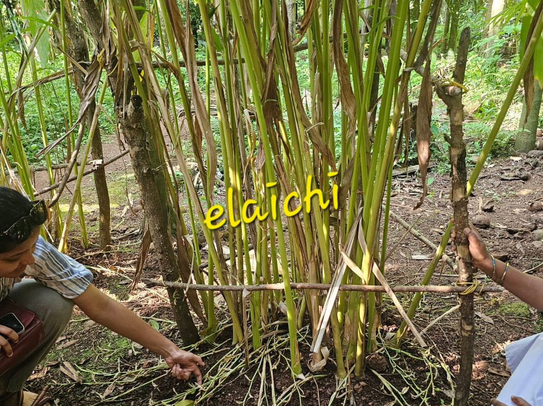 Tanshikar's Working Organic Spice Farm-Sanguem必去景点