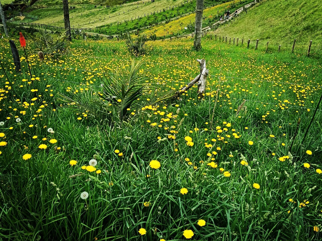 Valle del Cocora-萨伦托必去景点