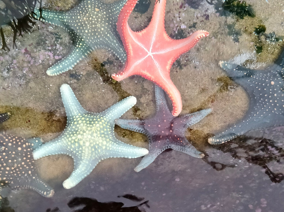 鹿儿岛水族馆-鹿儿岛市必去景点