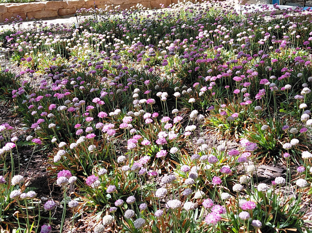 Cameron Floral Gardens-卡梅隆必去景点