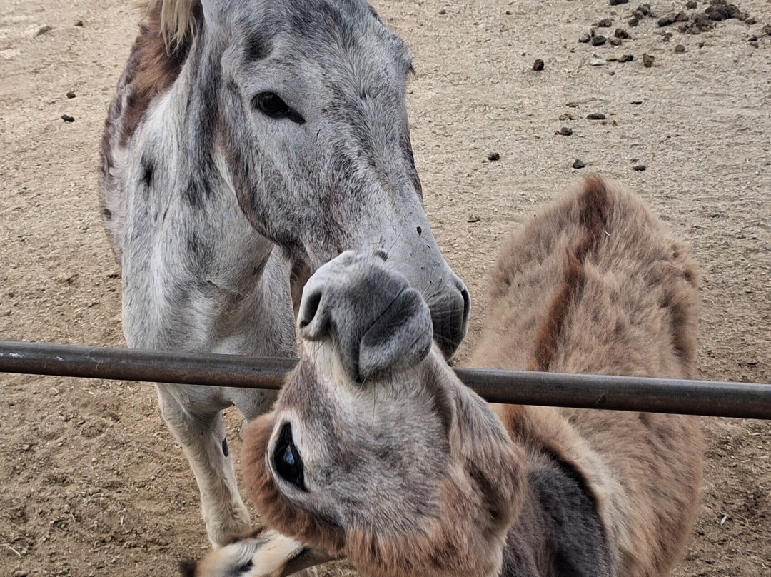 Donkey Sanctuary Aruba-Santa Cruz必去景点