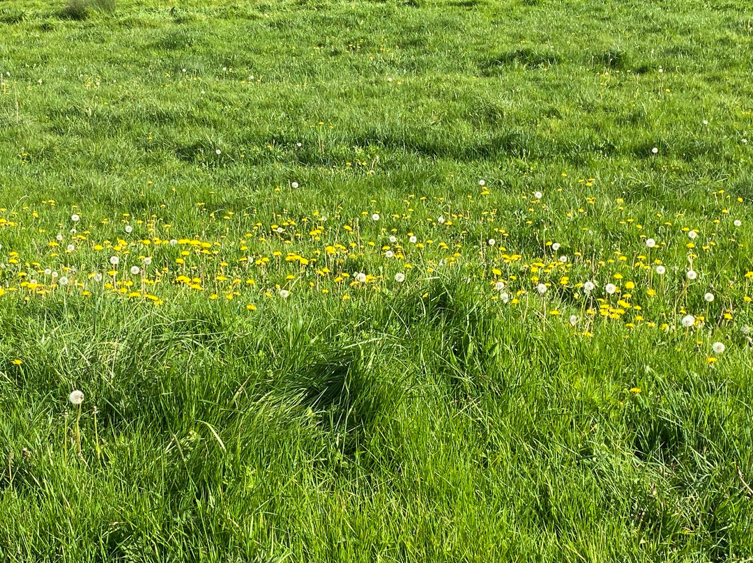 Saltram (National Trust)-普利茅斯必去景点