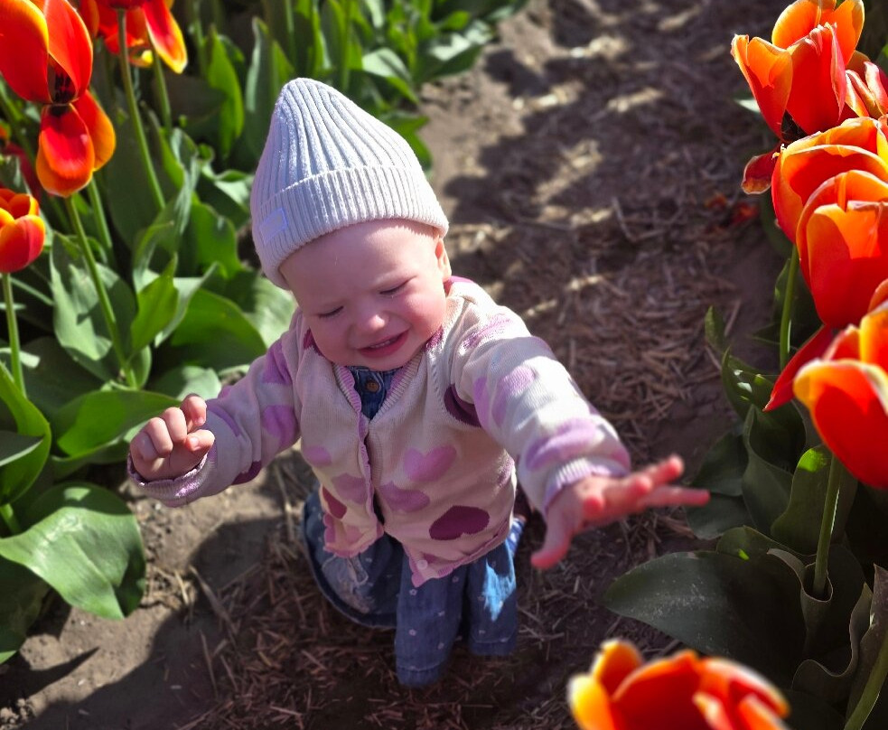 Ķīši Tulip Field-Vecumnieki必去景点