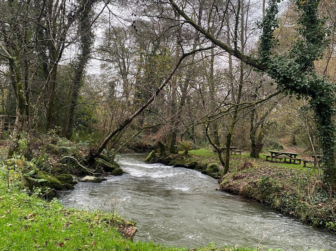 Blasus Henllys