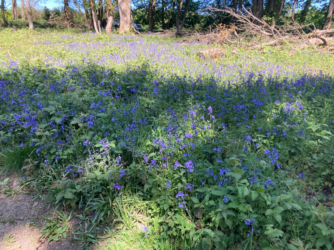 National Trust - Ashridge Estate-Berkhamsted必去景点