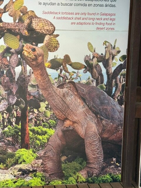 Charles Darwin Research Station-阿约拉港必去景点