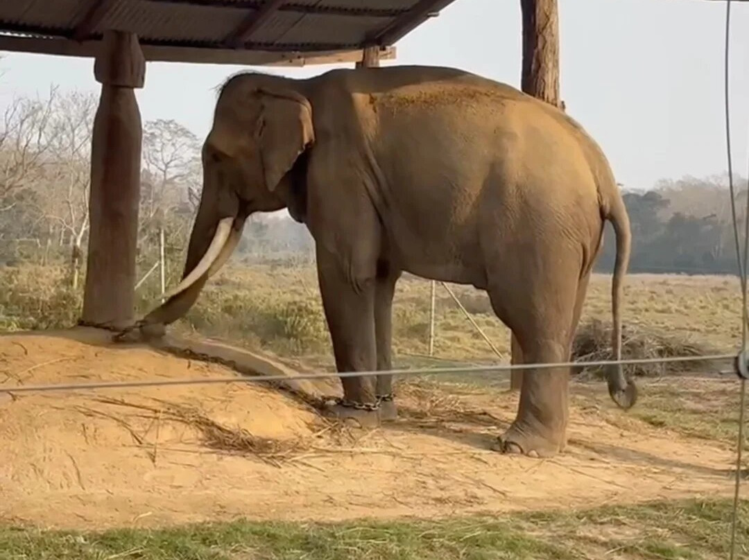 Elephant Breeding Centre-苏拉哈必去景点