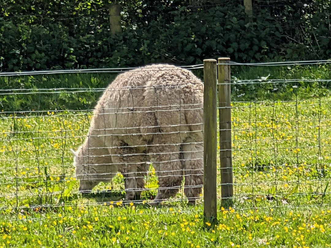 Dwyfor Ranch Rabbit Farm and Animal Park-Llanystumdwy必去景点