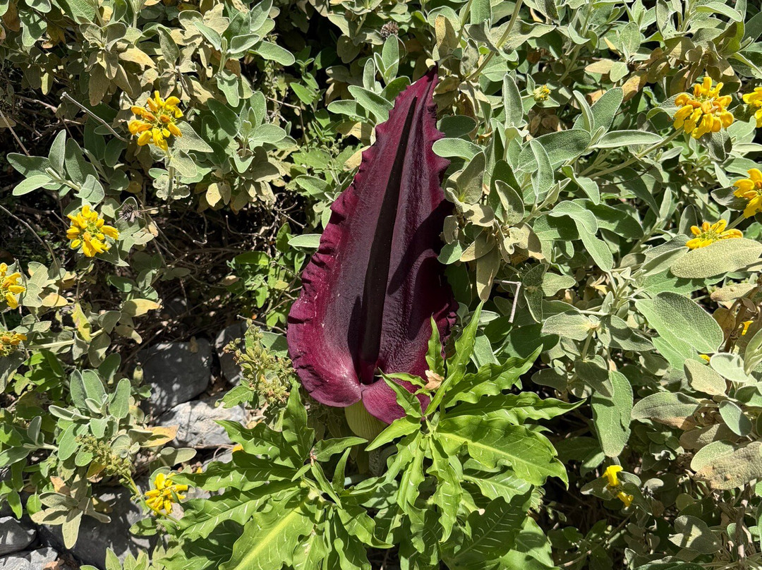 Imbros Gorge-Hora Sfakion必去景点